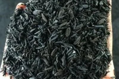 稻殼灰對水稻的作用，以當做肥料施到水稻田