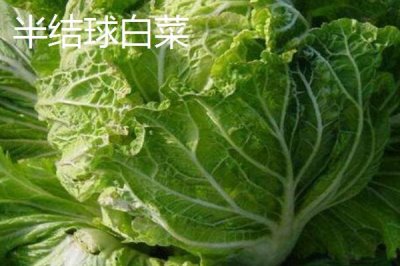 大白菜產(chǎn)品的發(fā)展趨勢，加工專用品種將成為育種目標(biāo)之一