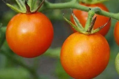 西紅柿的生長過程，包括發(fā)芽、生長、開花和結(jié)果