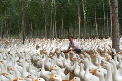 養(yǎng)鵝的利潤和成本，飼養(yǎng)2000只鵝為例利潤大約是3.98萬元