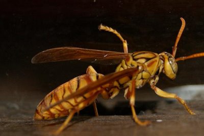 被馬蜂蟄了幾天能自愈，取決于蜂種