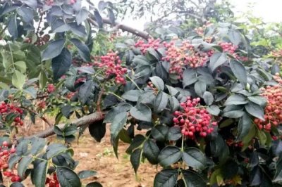 花椒夏季種植管理技術，夏季修剪通常全年進行2-3次
