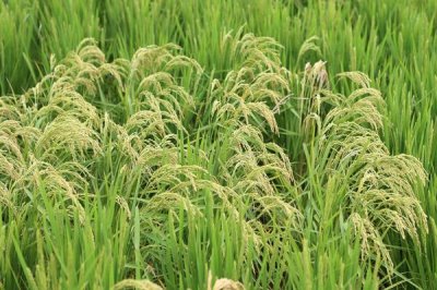 廣8優(yōu)兆香絲苗水稻種子特點(diǎn)，每畝施純氮12千克左右