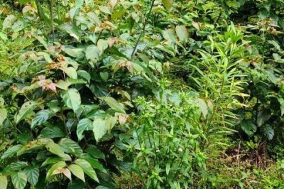 種植鉤藤的效益，利潤可觀但具有一定風(fēng)險(xiǎn)