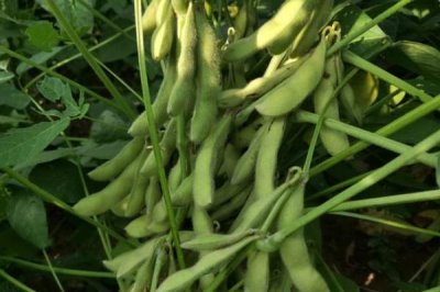 晉科13號大豆種子特點，畝播種量3～5千克