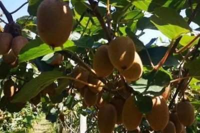 種植獼猴桃的海拔，通常以200-800米為宜