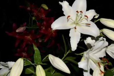 夜來(lái)香的顏色，以白色、黃色、粉色等顏色為主