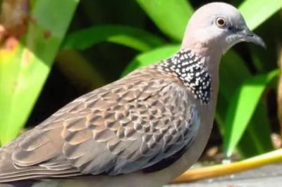 斑鳩能否人工養(yǎng)殖，辦理相關(guān)證件即可養(yǎng)殖