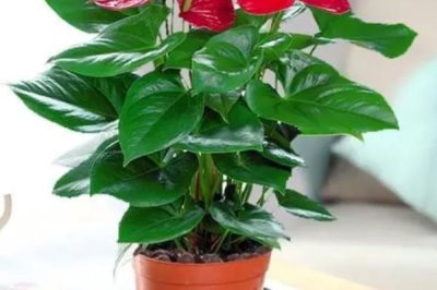 花卉上出現(xiàn)螞蟻怎么處理，在盆土中埋入敵百蟲片可徹底清除