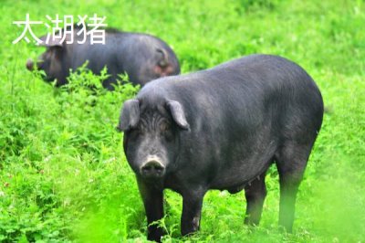 江蘇常州的特產(chǎn)，王莊西瓜是傳統(tǒng)農(nóng)產(chǎn)品