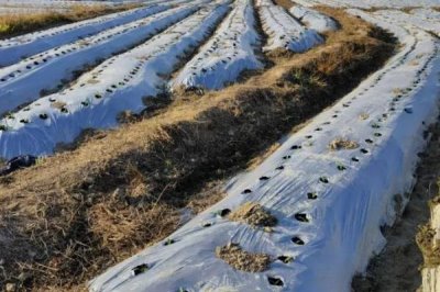 地膜進(jìn)行放苗的技巧，放苗后要及時(shí)封堵放苗孔