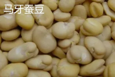 蠶豆的種植方法，播種前需浸種