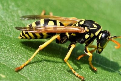 被馬蜂蟄了幾天能自愈，取決于蜂種