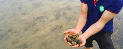 養(yǎng)殖田螺要注意什么，不可投喂變質(zhì)、腐敗的飼料