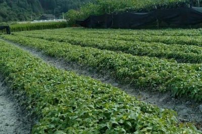 種植鉤藤的效益，利潤可觀但具有一定風(fēng)險(xiǎn)