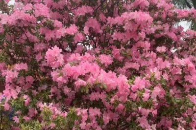 杜鵑花的寓意，寓意愛(ài)的喜悅、繁榮昌盛等
