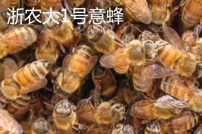 養(yǎng)什么蜂具有良好的效益，虎頭蜂、意蜂等品種均是適宜選擇