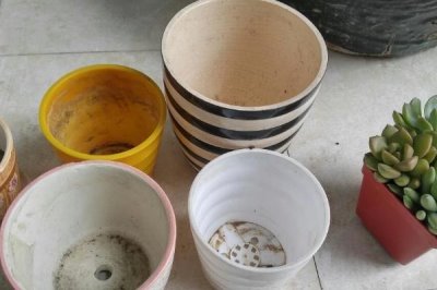 秋季能換花盆嗎，只要養(yǎng)護(hù)措施跟得上亦可換盆