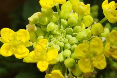 白菜會(huì)不會(huì)開花，會(huì)開出鮮黃色的花朵