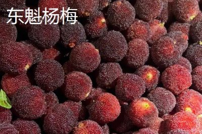 楊梅的優(yōu)良品種介紹，荸薺種楊梅在我國種植面積較大