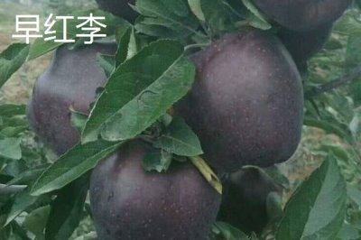 早紅李的產(chǎn)地，原產(chǎn)于日本