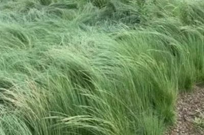 鼠茅草的產(chǎn)地，北美退化草原是主要分布區(qū)