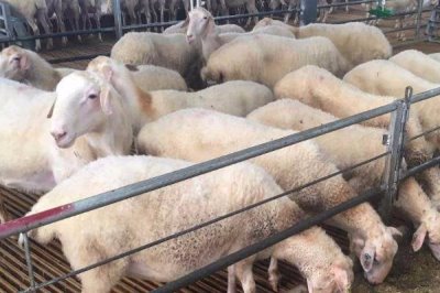 養(yǎng)羊注意事項，放牧飼養(yǎng)和舍飼的注意事項不同