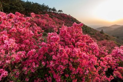 杜鵑花何時(shí)開(kāi)放，開(kāi)花時(shí)間取決于培育環(huán)境