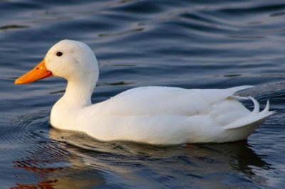 常見的家禽種類，一般是以卵、肉、羽毛等的生產(chǎn)為目的