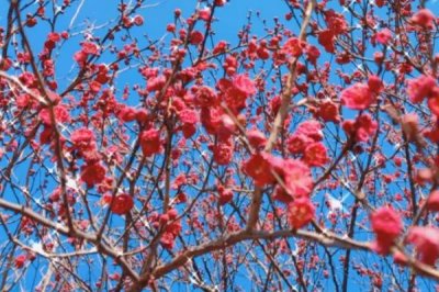 紅梅的花期，通常集中在冬春季節(jié)