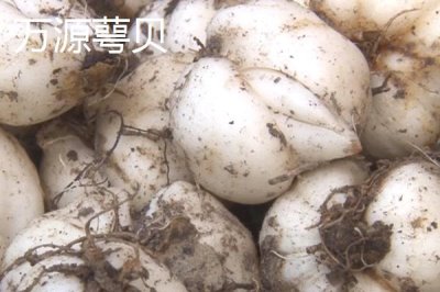四川省萬源市的特產，紅豆腐是當?shù)赝撂禺a品
