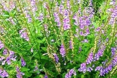 半枝蓮為什么沒(méi)人種，種植技術(shù)和對(duì)環(huán)境要求高