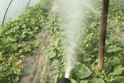 呋蟲胺的滅殺對(duì)象，可防治粉虱、飛虱、蚜蟲等害蟲