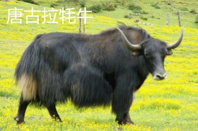 青海省格爾木市的特產(chǎn)，包括枸杞、釀皮、唐古拉牦牛等種類