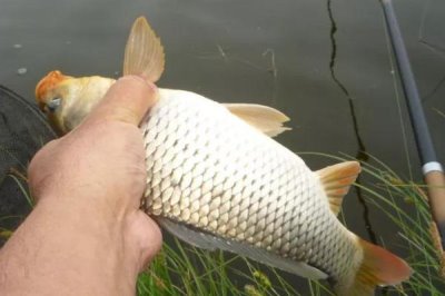 秋季能不能用蚯蚓釣鯉魚，可以垂釣但要注意打窩