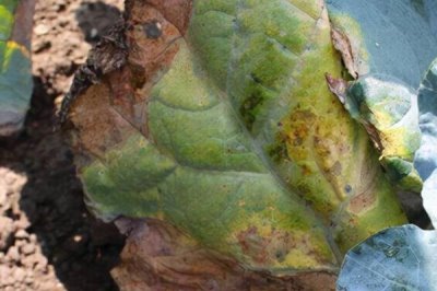 西蘭花黑腐病癥狀，幼苗發(fā)病會出現(xiàn)水浸狀子葉