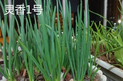 小蔥的產(chǎn)地，原產(chǎn)于西伯利亞