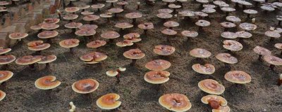 農(nóng)村熱門的五個(gè)項(xiàng)目，可種植野菜、玫瑰、靈芝、蘑菇、粗糧