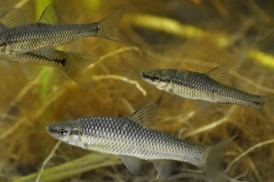 麥穗魚簡介，原產(chǎn)地主要是亞洲