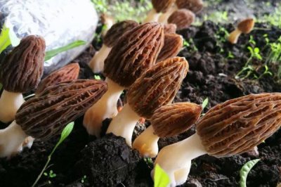 羊肚菌無(wú)菌霜會(huì)不會(huì)出菇,可以出菇但需要較長(zhǎng)時(shí)間