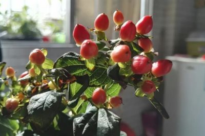紅果金絲桃的花語，寓意嬌媚誘惑、迷信等