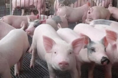 養(yǎng)豬需要辦理什么手續(xù)，農(nóng)村小型養(yǎng)豬場(chǎng)只需辦理個(gè)體工商戶《營(yíng)業(yè)執(zhí)照》