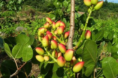 開(kāi)心果哪些品種比較好，伊朗品種具有較高的經(jīng)濟(jì)價(jià)值