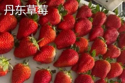 遼寧省丹東市的特色水果，夏家村草莓達(dá)到無(wú)公害綠色食品標(biāo)準(zhǔn)