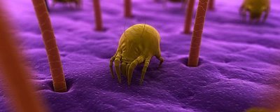 殺蟲(chóng)劑能殺死螨蟲(chóng)嗎，能殺死螨蟲(chóng)