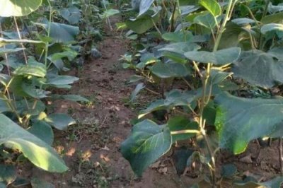 獼猴桃樹苗的價格，具體售價會受到規(guī)格和品種的影響