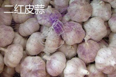 大蒜品種介紹，合理選擇因地制宜的蒜種