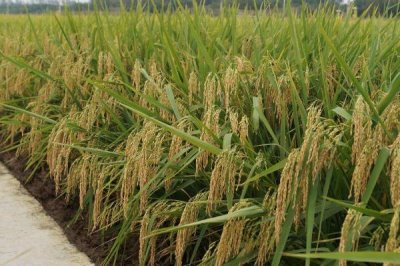 和兩優(yōu)03水稻種子特征特性，秧田播種量每畝10公斤