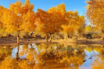 胡楊的寓意，象征著堅(jiān)毅、自強(qiáng)不息的精神