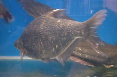 邊魚(yú)苗的產(chǎn)地,屬于順德的特色漁業(yè)產(chǎn)品